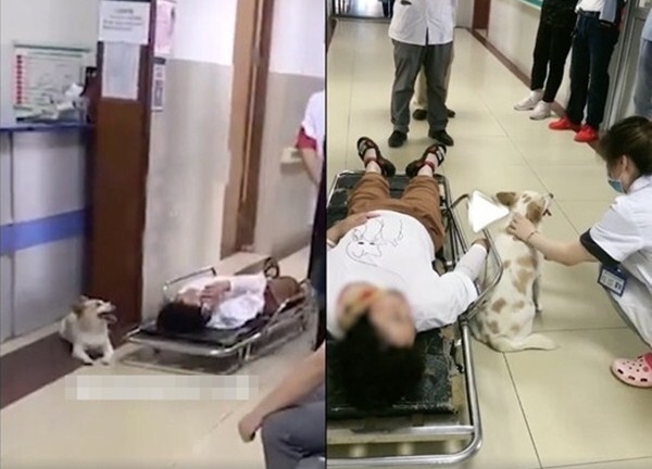 Cô chủ gặp tai nạn, chú chó cưng cố chấp làm một việc khiến ai nấy rơi lệ