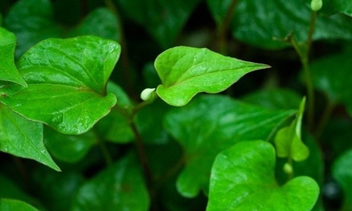 Điểm mặt 11 loại rau củ quen thuộc giúp giải nhiệt ngày nắng nóng: Loại đầu tiên đã bổ lại ngon