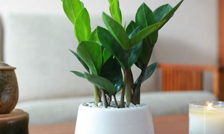 9 loại cây giúp ngôi nhà thêm xanh mát mà còn mang nhiều tài lộc