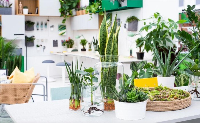 8 loại cây khử mùi cực tốt nên đặt trong phòng bếp