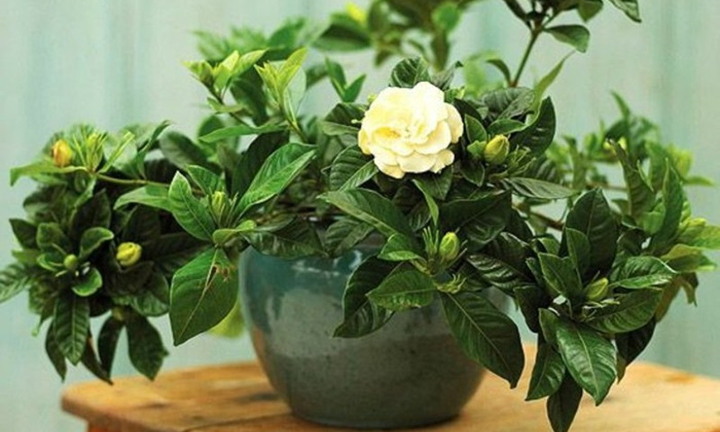 10 loại cây cực thích hợp đặt trong phòng ngủ, vừa trang trí vừa tốt cho sức khỏe