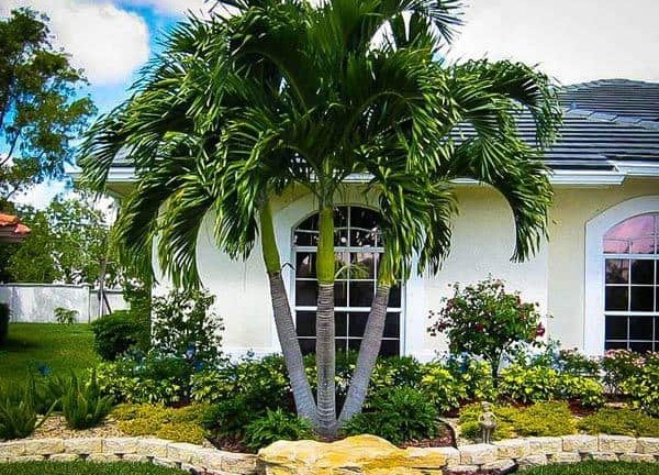 10 loại cây nên trồng trước nhà, vừa trang trí vừa tốt cho sức khỏe