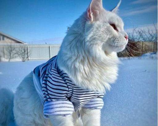 Tin tức đời sống ngày 20/1: Ngỡ ngàng trước con mèo “khổng lồ” nặng 12,5kg