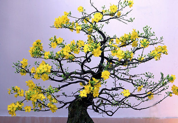 Gợi ý loạt quà Tết cực ý nghĩa giúp nàng dâu thảo ghi điểm với bố mẹ chồng