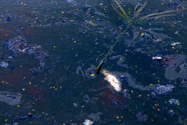 Cá chép tiễn ông Công ông Táo về trời vừa phóng sinh đã “ngửa bụng” vì tro bụi