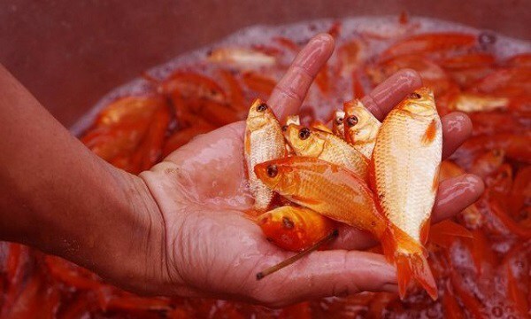 Nên dùng cá chép thật hay giấy để cúng ông Công ông Táo?