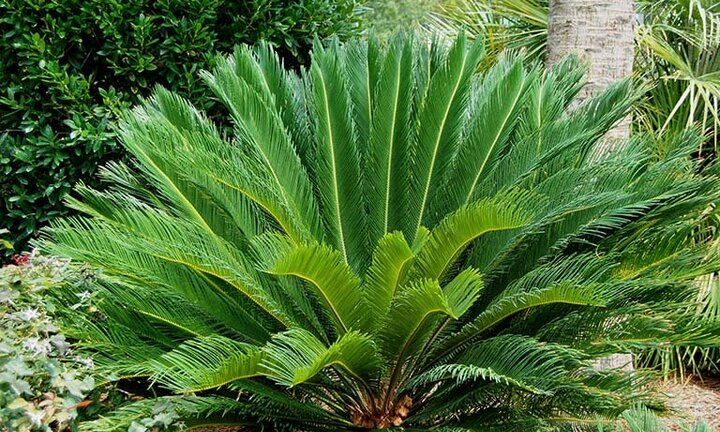 6 cây cảnh tuổi thọ rất cao, càng sống lâu càng có giá trị