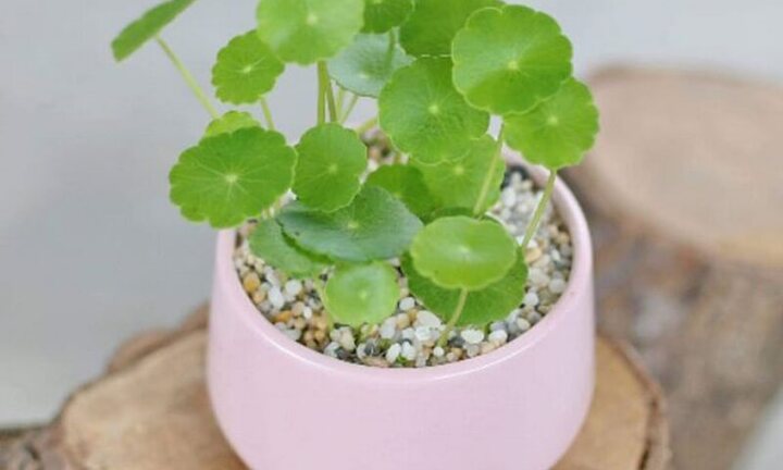 5 cây cảnh nghe tên đã thấy tài lộc nên trồng trong nhà