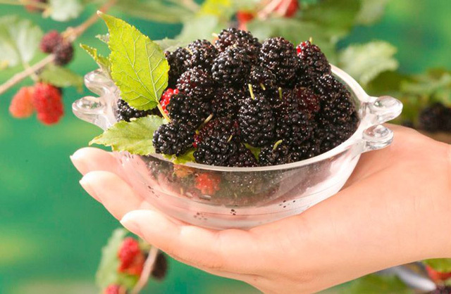 Ăn dâu tằm có lợi ích ra sao đối với sức khỏe?