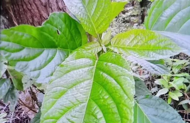 Thanh niên 28 tuổi suy gan cấp, tổn thương thận sau bữa cỗ có lá du mại