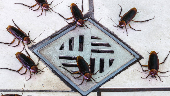 Nhận ngay số tiền gần 50 triệu đồng nếu gia đình làm được việc nghe có vẻ đơn giản này