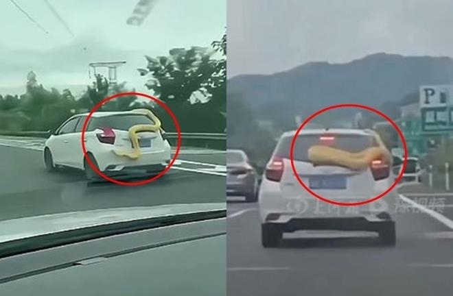 Giật mình phát hiện trăn vàng “khổng lồ” nằm trên nóc xe ô tô giữa ban ngày