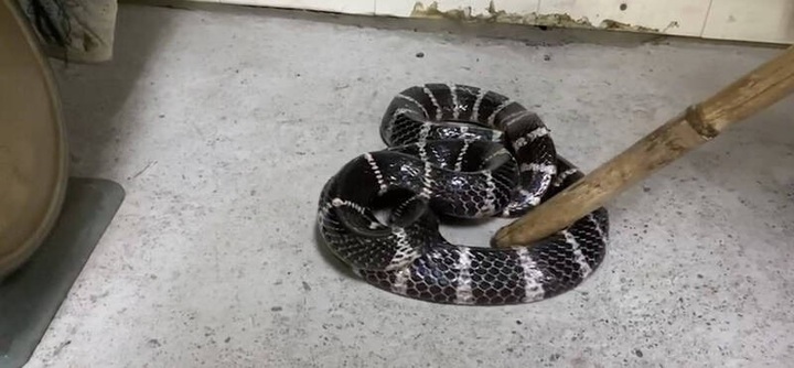 Chủ cửa hàng giật mình hét lớn khi phát hiện sự thật về sợi dây thừng dưới sàn