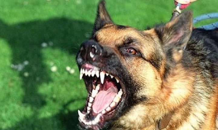 Bé trai 3 tuổi nhập viện điều trị vì bị chó tấn công vào vùng đầu, mặt