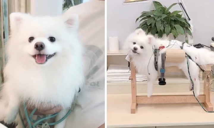 Người phụ nữ lái xe hơn 1.400km để tìm nơi chữa bệnh cho chó cưng bị liệt