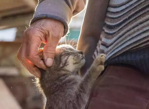 Mèo cưng bất ngờ trở về sau 9 năm mất tích khiến cả gia đình chủ sửng sốt