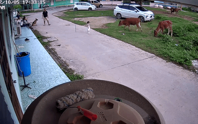 Màn “hộ giá” nhanh như chớp của chó nhà khi cậu chủ bị bò tấn công