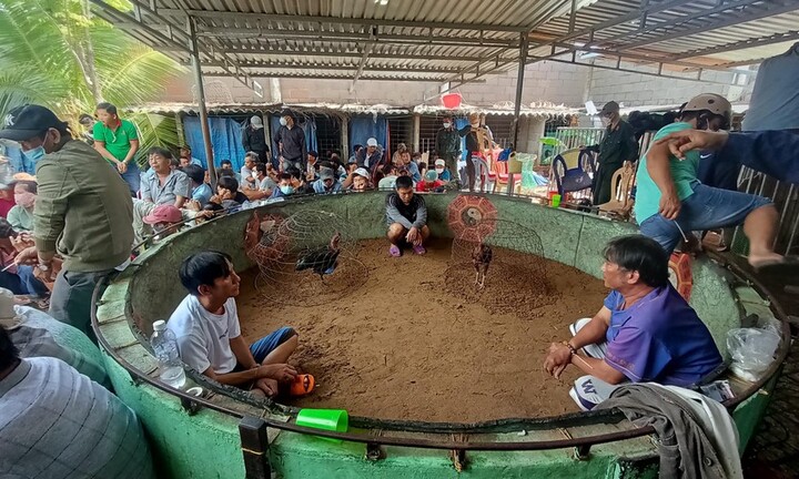 Triệt phá trường gà “khủng” ở TP Phan Thiết, thu giữ gần 200 triệu đồng