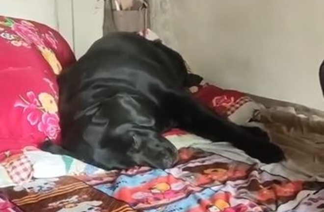 Chú chó không chịu ăn uống, chỉ nằm khóc trên giường của người chủ mới qua đời