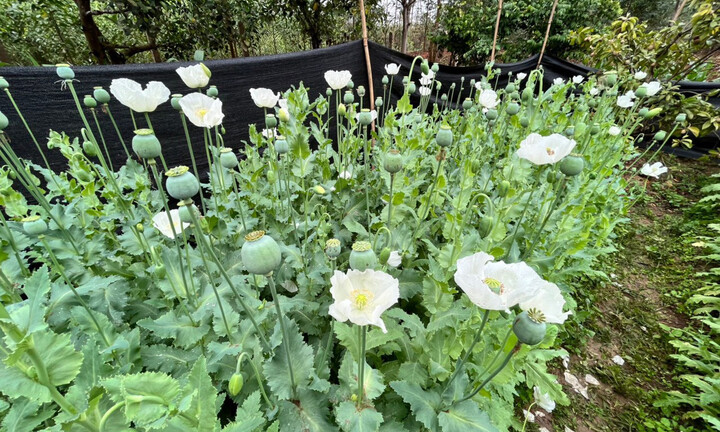 Bắc Giang: Người đàn ông trồng hơn 2.000 cây thuốc phiện trong vườn nhà