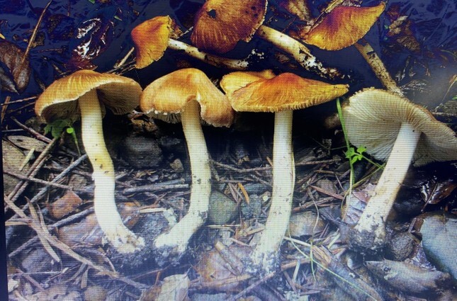 Tin tức đời sống ngày 16/2: 5 người trong một gia đình nhập viện sau khi ăn nấm hái ven đường