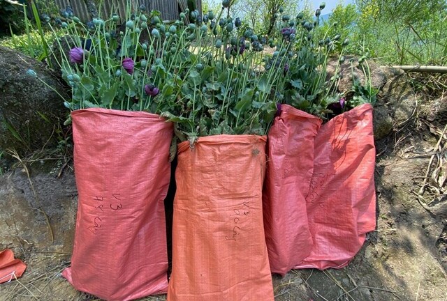 Người phụ nữ trồng hơn 1.800 cây thuốc phiện tại vườn nhà để bán kiếm lời