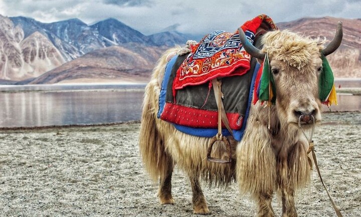 Cô gái 25 tuổi được bố mẹ tặng thứ đặc biệt làm của hồi môn gây xôn xao cộng đồng mạng