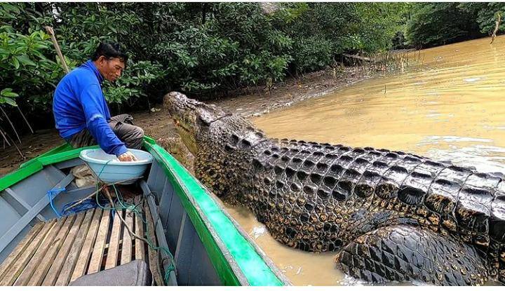 Ngư dân 59 tuổi làm bạn với cá sấu dài 4m trong gần 30 năm 