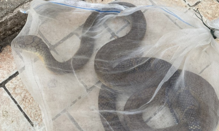 Tin tức đời sống ngày 29/6: Bị rắn hổ chúa cắn, người đàn ông nhiễm độc thần kinh nặng