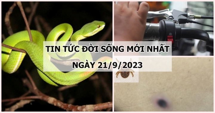 Tin tức đời sống mới nhất ngày 21/9: Mu bàn tay sưng phù sau khi bị rắn lục đuôi đỏ cắn