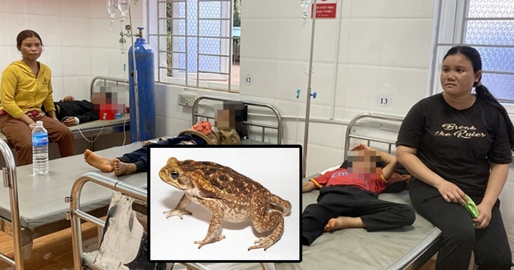 3 em nhỏ nhập viện cấp cứu sau khi tự làm thịt cóc ăn: Lời khuyên bác sĩ thoát khỏi cửa tử