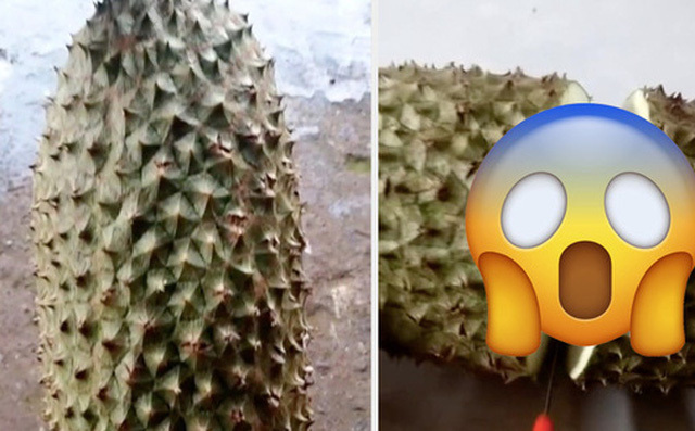 Clip: Thanh niên khui trái sầu riêng có hình thù kỳ dị, bên trong còn khiến dân mạng 