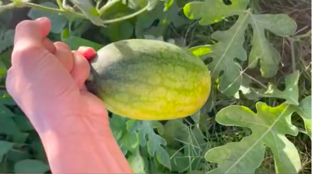 Thanh niên hào hứng khui trái dưa hấu trồng lén ở vệ đường nhưng 