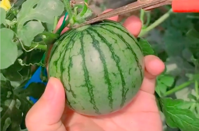 Clip trái dưa hấu 