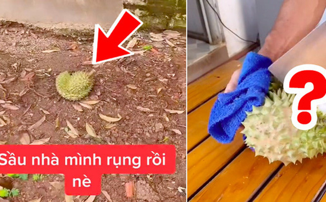 Cô gái trồng cây sầu riêng 5 năm mới ra quả, khui trái đầu đã ngỡ ngàng khi nhìn thấy phần ruột bên trong