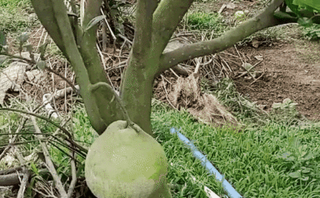 Cô gái khoe trái bưởi