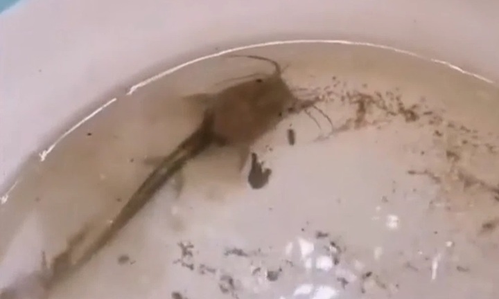 Quên cho cá ăn suốt một năm, người đàn ông hoảng hốt khi chứng kiến sự thay đổi của con vật