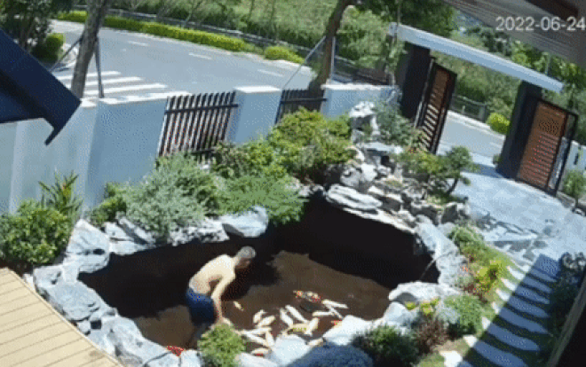 Đi vắng nhờ vợ xả nước bể cá Koi, khi về chồng tá hỏa thấy cảnh tượng trước mắt