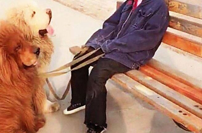 Con gái dắt 3 chú chó ngao Tây Tạng đi dạo quá lâu, bố đi tìm thì bắt gặp khoảnh khắc thú vị