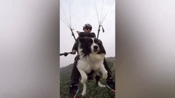 Clip: Người đàn ông chơi dù lượn cùng chó cưng