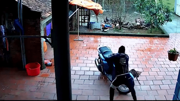 Ra mắt nhà bạn gái lại bị chó đuổi, chàng trai thể hiện ngay 