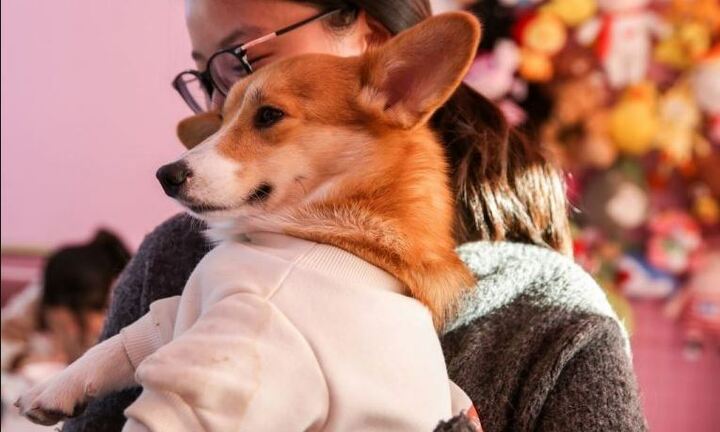 Chồng đòi ly hôn vì vợ ám ảnh quá mức với chó cưng