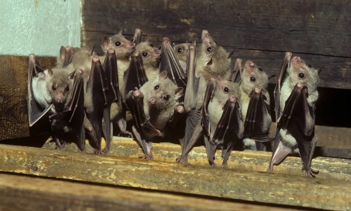 Sở GD&ĐT TP.HCM ra văn bản khẩn về phòng chống dịch Marburg