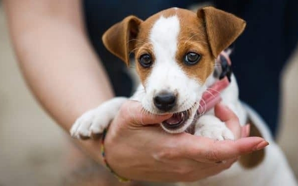 Bé trai 8 tuổi tử vong vì một vết cào