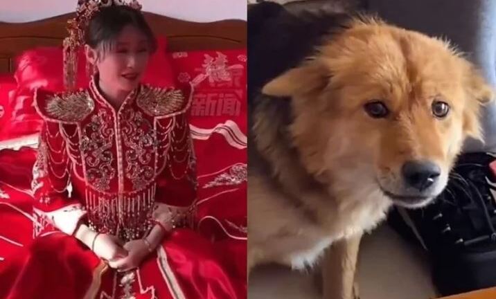 Biểu cảm bàng hoàng của chó cưng khi thấy cô chủ trang điểm khiến tất cả bật cười