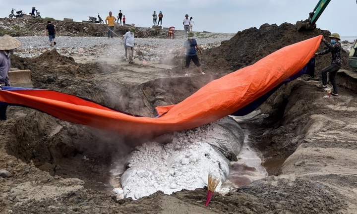 Phát hiện xác cá voi dài gần 10m dạt vào bờ biển Nam Định
