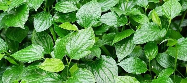 Tự đắp lá trị chữa ung thư vú, người phụ nữ bị hoại tử da