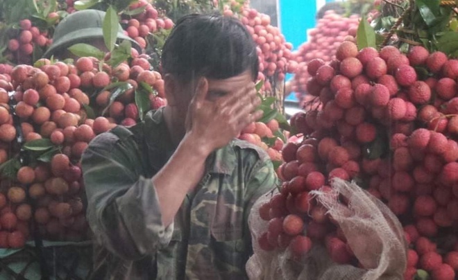 Không có chuyện giá quả vải ở Bắc Giang bị ép xuống giá 2000 đồng/1kg