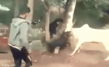 Video: Chó Rottweiler điên cuồng tấn công bò, kết cục ra sao?