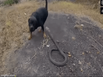 Video: Đụng độ chó nhà hung dữ, rắn hổ mang chúa kịch độc có thoát được 